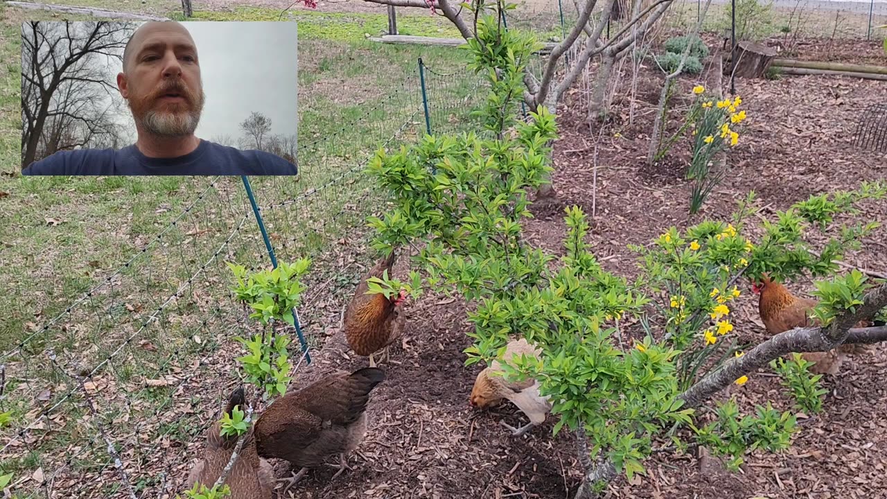 Biochar enhancement in the raised bed front yard orchard.