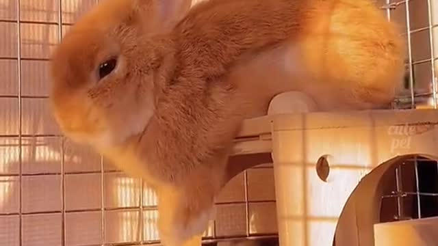A rabbit stealing vegetables