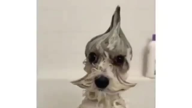 he looks brilliant | funny dog videos