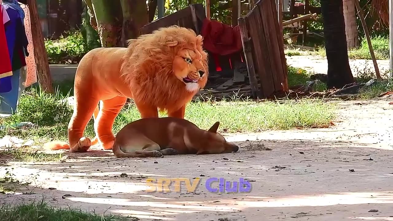 Lion prank with dogs 😁😁