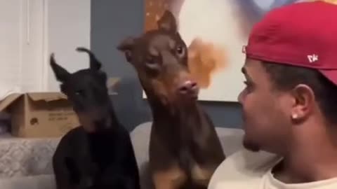 BEST FUNNY DOG VIDEO