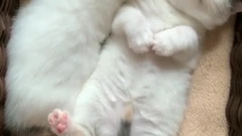 Funny cute cat video