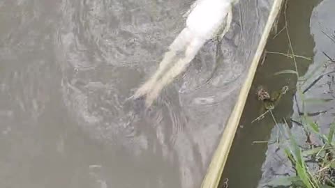 How interesting! I saw a frog swimming back in the pond today