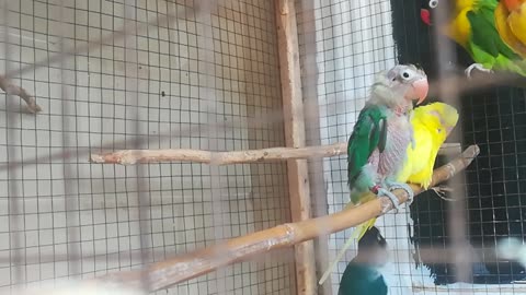 Rescued lovebird at my rehabilitation center