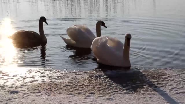 swans swimming in the frozen river