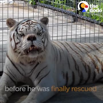 White Tigers Aren't A Real Species | The Dodo