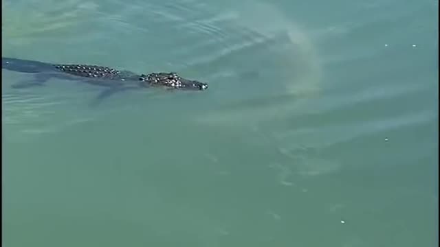 Alligator Surrounded by Sharks