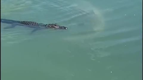 Alligator Surrounded by Sharks