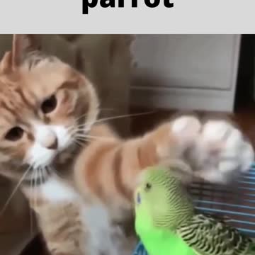cat and parrot