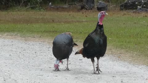 TALKING TURKEY