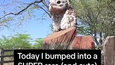 It's potoo bird, a rare kind. It pretends to be like a wood.