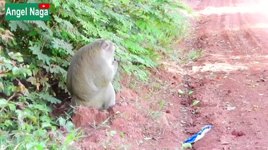 Fake Snake in Package prank Monkey