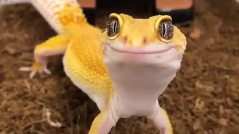 happiest lizard you ever see