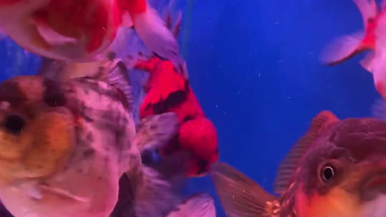 the beast video aquarium fresh 2024