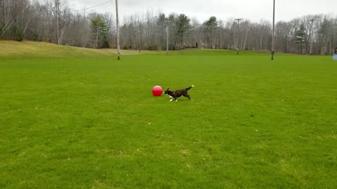 Border Collie playing with a Herd Ball