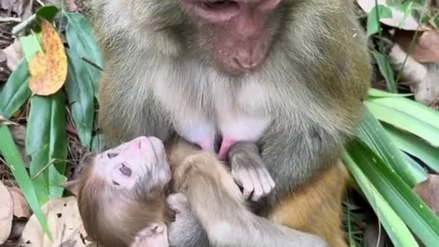 # Cute animals#26