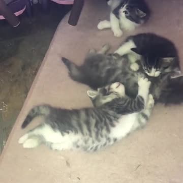 Kittens Of tictok stevendowling1