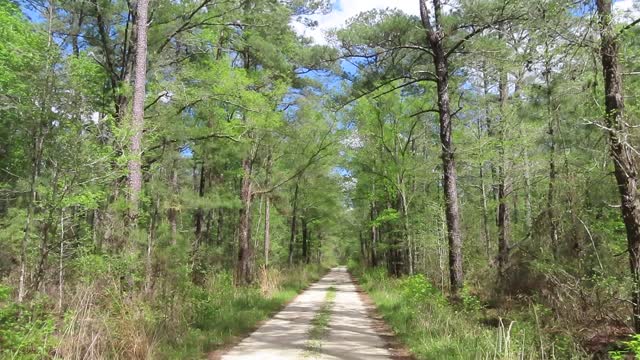 Francis Marion National Forest #travel #digitalnomad #hiking