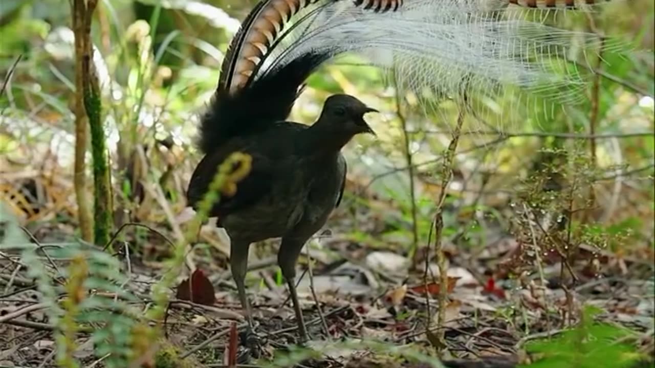 Animals world