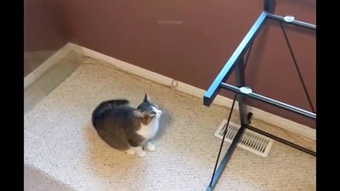 funny animal- funny cats\-dogs funny videos 1🤪|