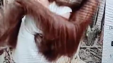 Funny Orangutan 2