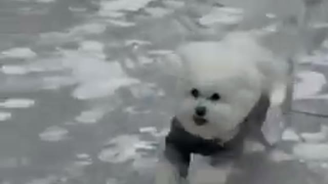 cute cat playing on ice