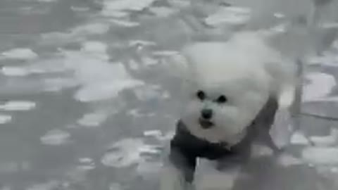 cute cat playing on ice