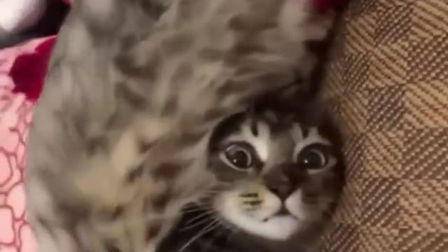 cute pet