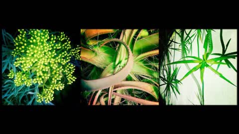 Truth Hertz - Strange anomalies of the Plant World part 1