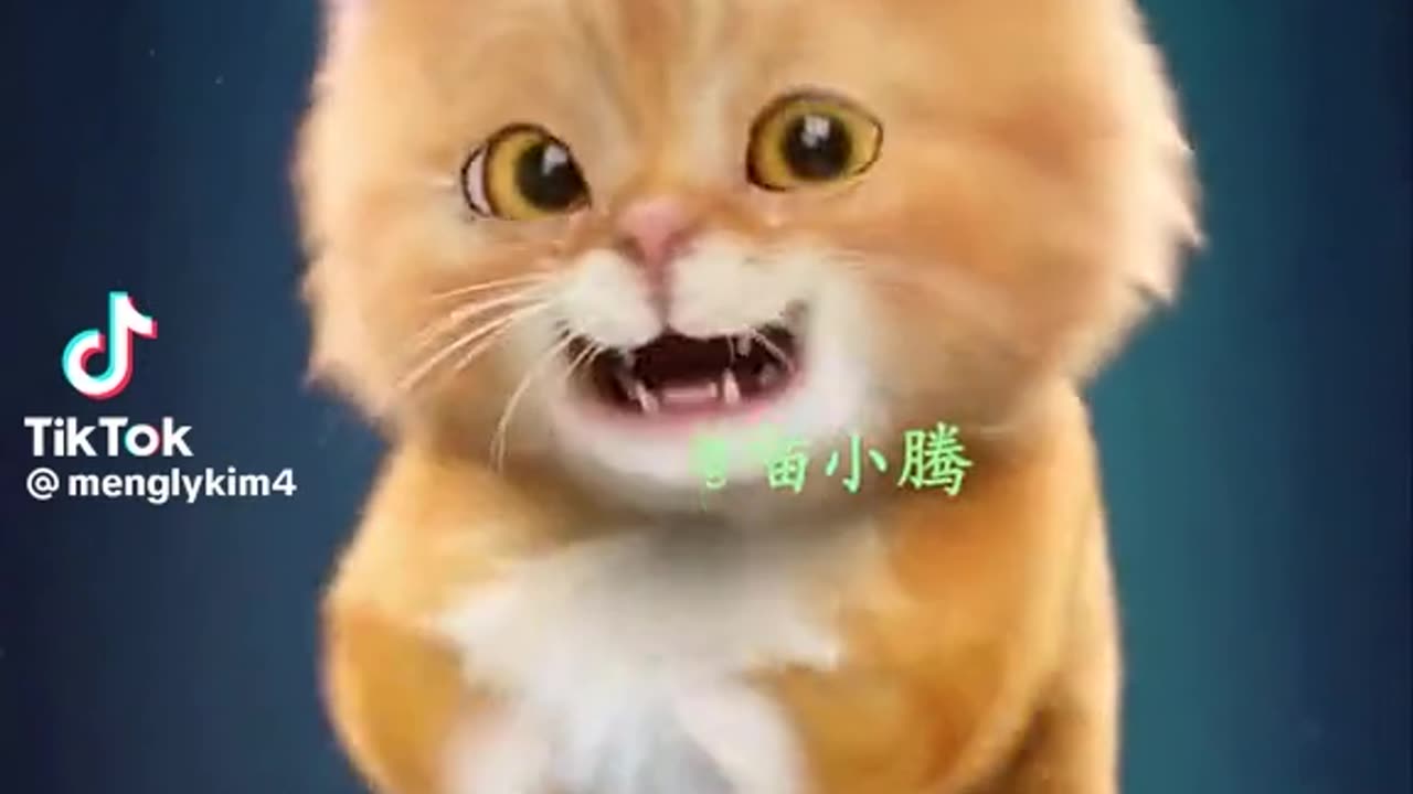 Funny cats