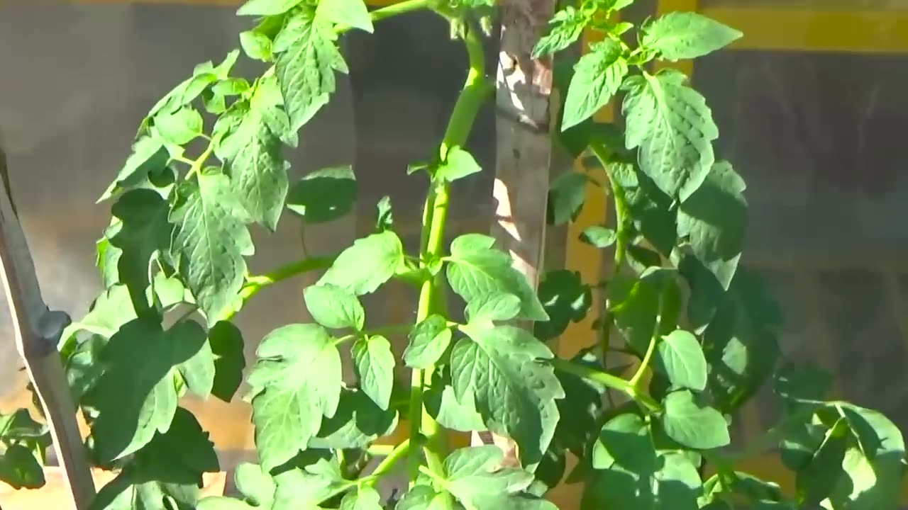 growing tomatoes