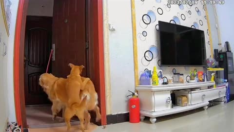 Secret footage captures Mamao the human dog