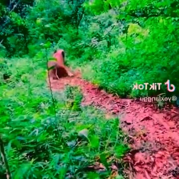 Adore Elephant life, Animals, Adorable Monkeys #1