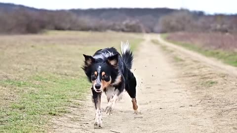 Wondersoul Tesla⚡Border collie agility Vol.1