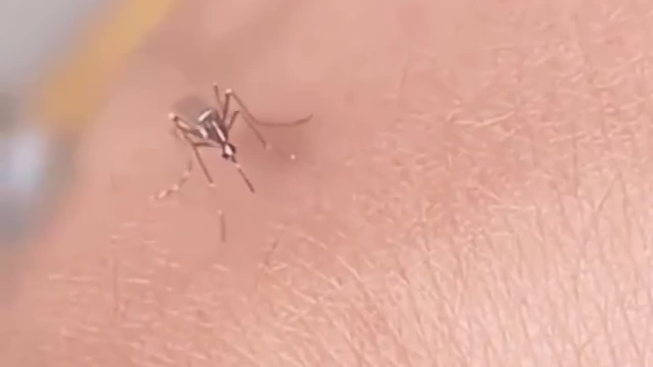 Funny mosquito