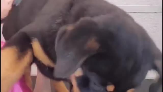 Rottweiler puppy first grooming appointment- Our Pets 🐶