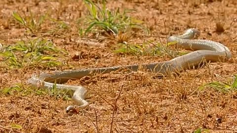 Meerkat VS Snake 🔥🔥🔥