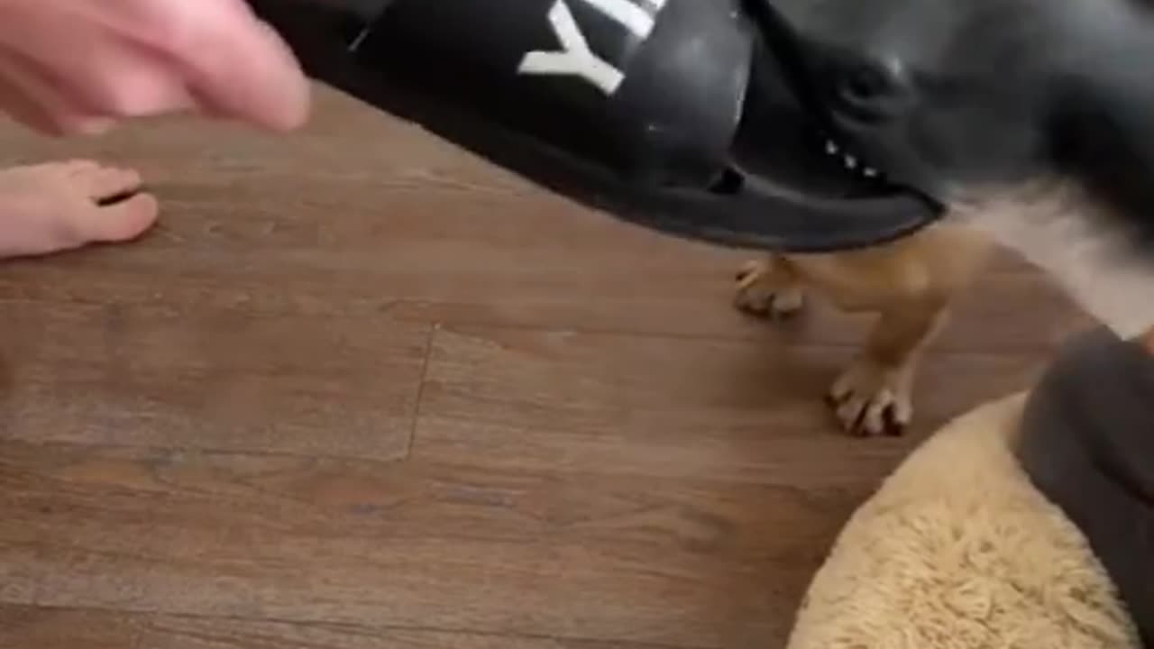 Dogs vs cats big competition
