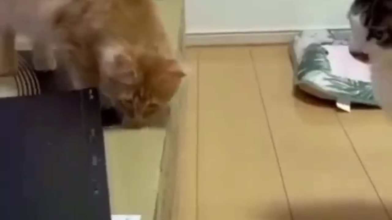 Cat Funny Video