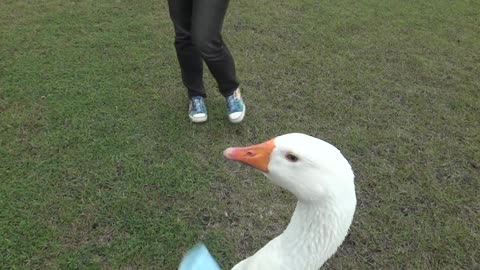 Dog vs Jumbo Duck fight video