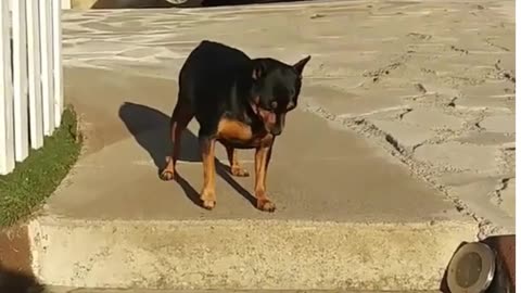 Funny Animals (Cute and Smart) Dogs Refuse to walk 😀