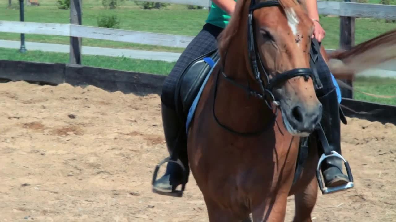 Horse riding school. Horse rider. Horse walking at horse farm