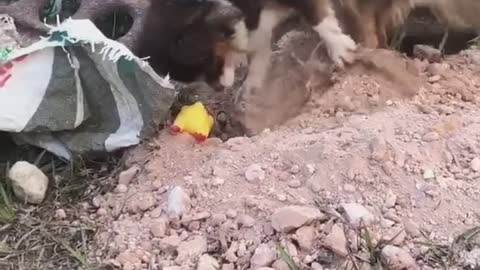 dog steals a plastic toy