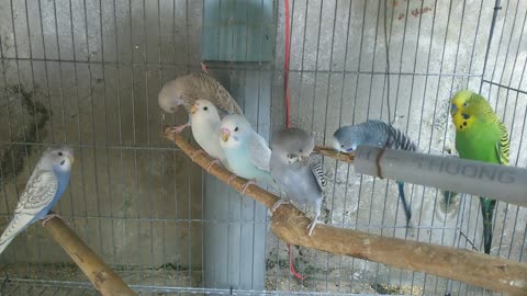Birds eats