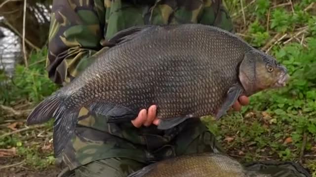 Who Enjoys fishing for specimen Bream