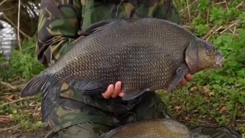 Who Enjoys fishing for specimen Bream