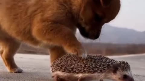 Cute moments with animals