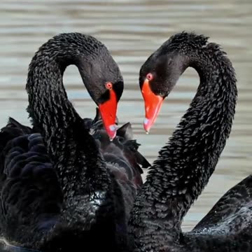 HANNO DISTRUTTO IMPRESE E FAMIGLIE - ALFA E OMEGA, GIUSTIZIA DIVINA