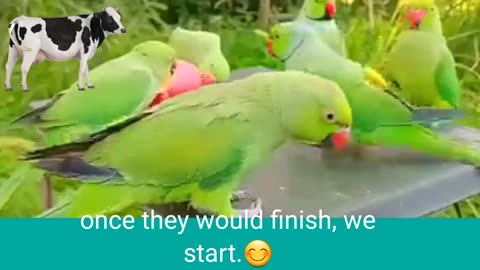 Parrots are eating apple and talking to eachother.