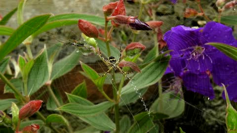 Sticky spider web